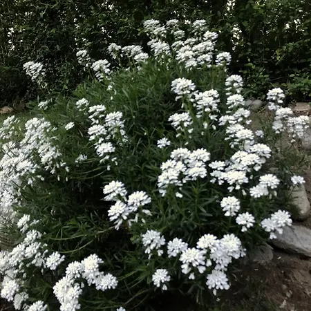 Il Giardino Dei Sogni *