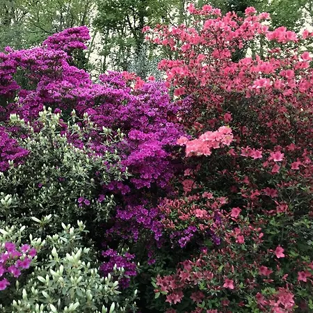 Il Giardino Dei Sogni