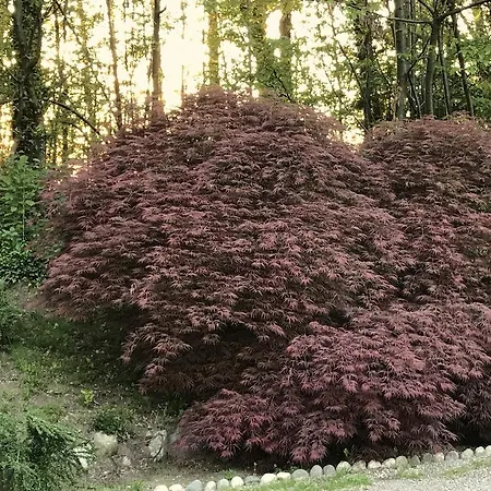 Alojamento de Acomodação e Pequeno-almoço Il Giardino Dei Sogni Somma Lombardo