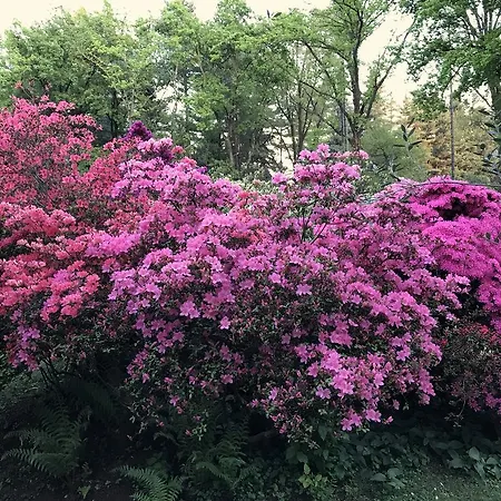 Il Giardino Dei Sogni * Somma Lombardo