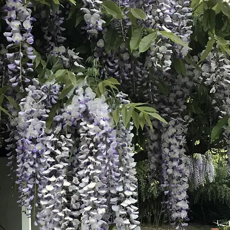 Alojamento de Acomodação e Pequeno-almoço Il Giardino Dei Sogni *
