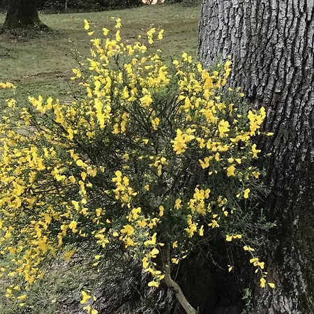 Alojamento de Acomodação e Pequeno-almoço Il Giardino Dei Sogni Somma Lombardo